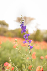 wild flowers in the field