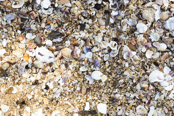 Seascape concept, Composed of countless pieces of shells