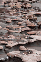 Unique mushroom-shaped rocks and tide pools teeming with periwinkle snails and barnacles along a rugged coastline in Okura, Auckland, New Zealand