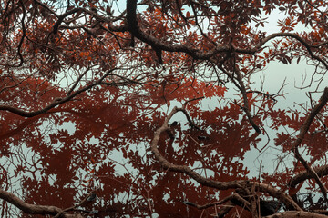Moody reflection of pohutukawa tree branches and reddish leaves in dark, still water, capturing the abstract beauty of nature.  Okura, Auckland, New Zealand