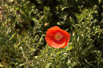 red poppy flower