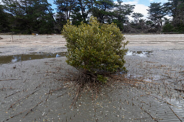 Coastal mangrove plant with aerial roots in a muddy estuary landscape filled with tiny shells, showing wetland ecosystem.  Okura, Auckland, New Zealand