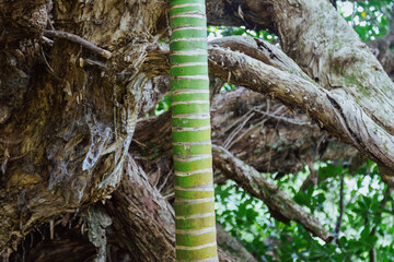 Close-up of a vibrant green Nikau palm trunk growing alongside a large, textured tree trunk and branches in a tropical forest.  Okura, Auckland, New Zealand