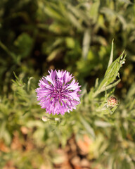  Centaurea cyanus (pink form)