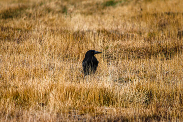 Raven in Yellow Field – May 25, 2011