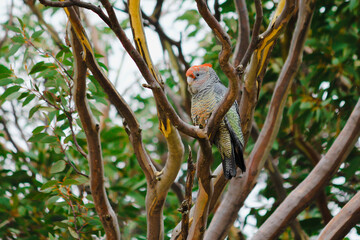 Female Gang-gang Cockatoo in Tree at Mt. Buller, Australia - 26 May 2011
