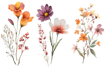 Elegant Watercolor Floral Set Autumnal Hues and Delicate Blooms
