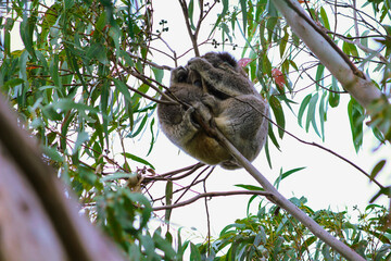 Koala Clinging to Branch in Wild - September 19, 2011