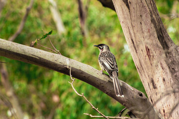Red Wattlebird Perched on Tree Limb - September 19, 2011