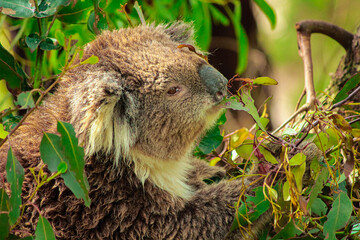 Koala Browsing Through Dense Foliage - September 19, 2011