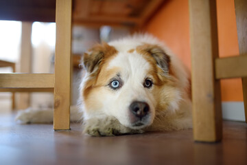 Large fluffy mixed breed dog lies under table in a bright modern kitchen and waiting for feeding