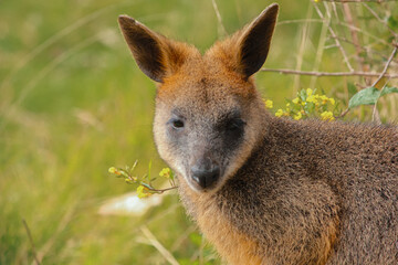 Wallaby Looking Toward Camera in Bushland - September 19, 2011