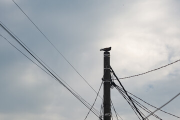 Bird perched on an electric pole