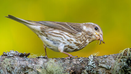 Close-up of female Purple Finch bird perched on tree branch eating insect