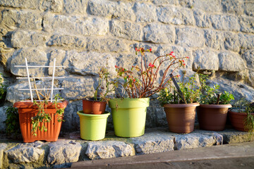 Urban landscape design on the street of mediterranean city. Decorative plants on the wall in yard of the house in Old Bar Town, Montenegro.