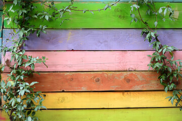Ivy branch is curling on background of multicolor wooden planks wall.