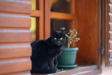 Large wild black cat sitting on the street of the Old Bar Town in Montenegro.