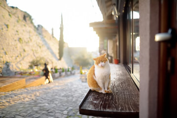 Large wild peach cat sitting on the street of the Old Bar Town in Montenegro.