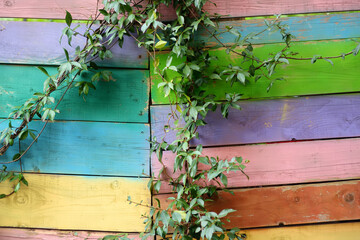 Ivy branch is curling on background of multicolor wooden planks wall.