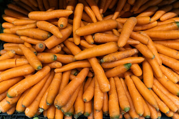 A vibrant pile of fresh, orange carrots fills the frame, showcasing their natural textures and colors