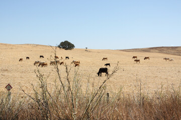 Obraz premium Herd of cows in the field, Alentejo