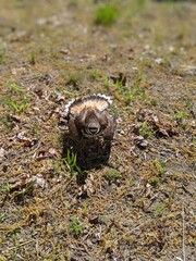 Killdeer Showing Display Symmetrical