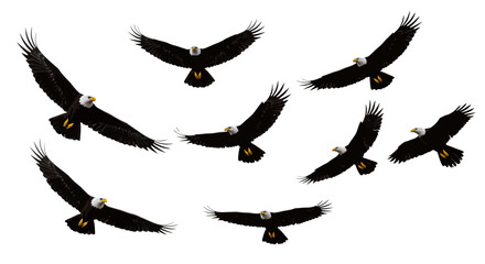 Eight Majestic Bald Eagles in Flight Wings Spread Wide