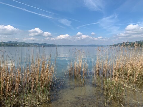 Ufer mit Schilf am Sempachersee - See in Sempach, im Kanton Luzern, Schweiz