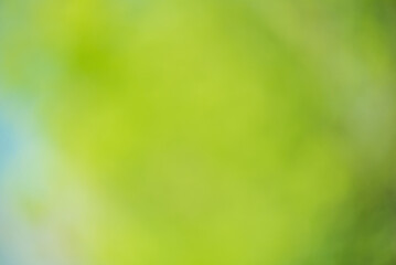 Defocused background natural green with blue. Bokeh greenery.