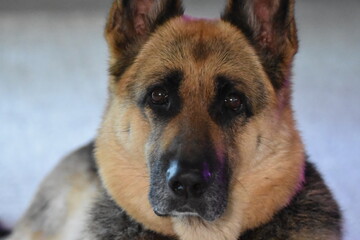 German shepherd dog, Lotta