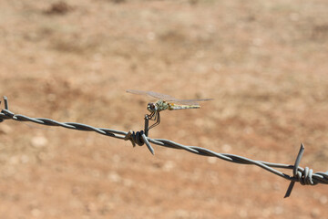 Close-up of a dragonfly perched on a barbed wire fence