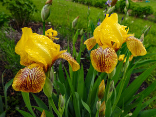 Yellow Iris covered in raindrops on a warm Spring morning
