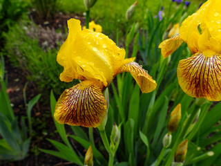 Yellow Iris covered in raindrops on a warm Spring morning