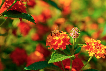 Close-up of a honeybee collecting nectar from an orange lantana flower in a blooming summer garden, with vibrant colors and soft focus background.