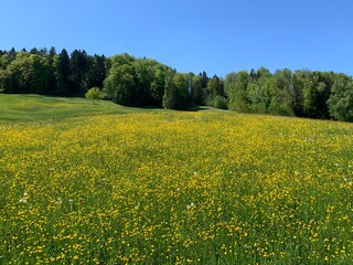 Grüne Blumenwiese mit gelben Blumen - Butterblumen am Waldrand / Wald mit blauem Himmel. Geeignet...