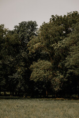 Summer forest landscape. Green leaves on trees in a national park. Orange and green shades for a calm mood. Windless sunny weather.  Lawn with wildflowers. Journey to the forest. Large crowns of trees