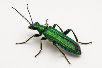 Green Tiger Beetle posing on a white background