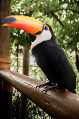 toucan on a branch