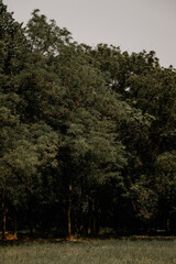 Summer forest landscape. Green leaves on trees in a national park. Orange and green shades for a calm mood. Windless sunny weather.  Lawn with wildflowers. Journey to the forest. Large crowns of trees