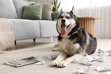 Naughty Husky dog with torn paper in living room © Pixel-Shot