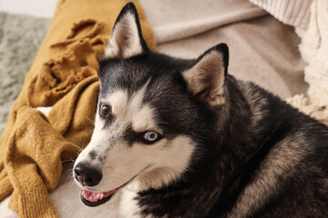 Cute Husky dog lying on sofa in living room, closeup