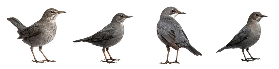 Firefly American dipper bird standing with gray feathers and sharp feather texture in natural pose