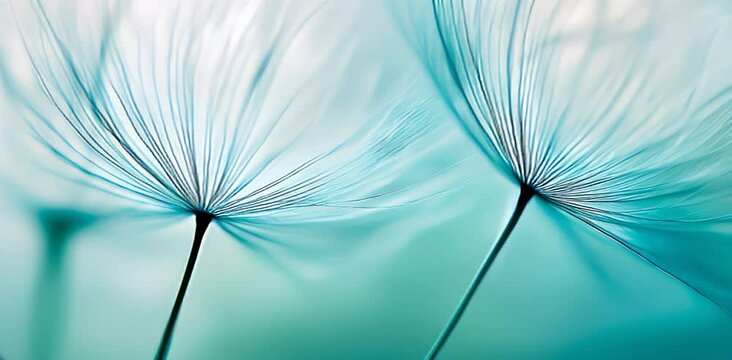 dandelion seed head