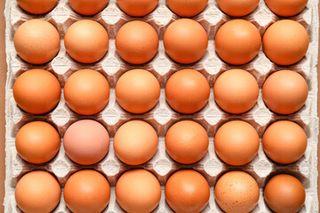 Chicken eggs in cardboard box as background