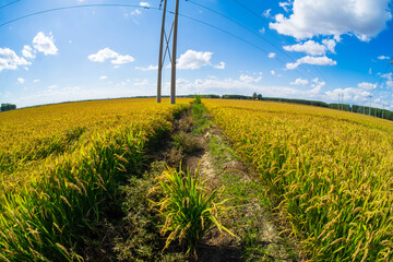 The rice fields are under the blue sky and white clouds