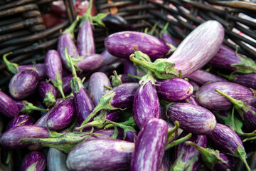 Organic Farmer's Market Fresh Vegetable Purple Eggplant