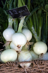Organic Farmer's Market Fresh Vegetable Bunch White Onions