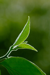 green leaf with soft background