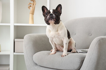 Cute French Bulldog at home