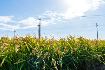 The rice fields are under the blue sky and white clouds